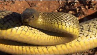 Up Close with the Most Venomous Snake on Earth! | Deadly 60 | BBC Earth