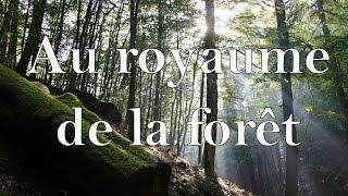 Au royaume de la forêt