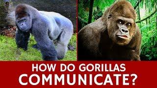 How do Gorillas Communicate, Form Groups and Choose Dominant Animals?