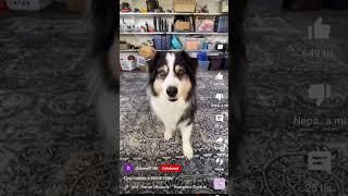 dog makes a tiktok video