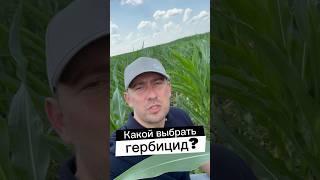 ЛУЧШИЙ ГЕРБИЦИД? КУКУРУЗА! #agrolife #сельскоехозяйство #фермер #агроном #agro #агроновости