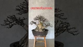 ชวนชมบอนไซ ทรงบวบๆจ้ำมั่ม #บอนไซ #bonsai #ชวนชมบอนไซ #ชวนชม #adenium #ราชินีกิ่งตอน