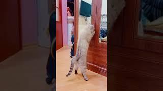 Кот музыкант