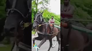 m.k tech horses racing seems kathiravan 