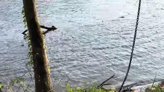 Pulling logs out of the Grand River