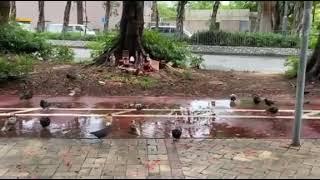 ENJOYING BIRDS IN THE WATER AFTER THE RAIN |#SHORTS MOMMY WENG VLOG