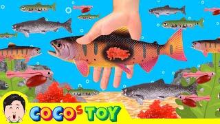 The salmon was my friend｜Life Exploration, Animals name, Kidstoon｜CoCosToy