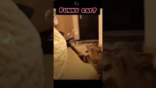 funny cat TikTok #best #roligt