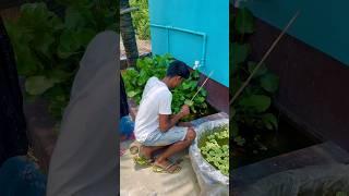 mini pond se fishing hook se pakerliya machli(289) hindi hook fishing video #hookfishingvideos