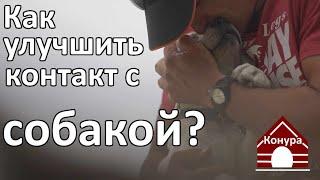 Контакт с собакой  что это такое и как его улучшить?