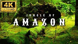 Amazon Rainforest 4K - Wild Wonders of the Jungle - Nature's Hidden Creatures - Relaxing Film