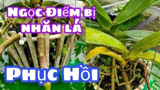 Cách phục Hồi Ngọc Điểm bị nhăn lá T342 #HoalanTuyenHa