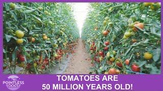 Guess What?  Tomatoes are 50 Million Years Old!