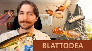 Blattodea: Roaches and Termites - Order Spotlight