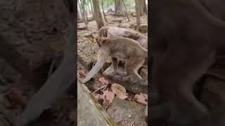 Daily update cute baby monkey and good mom #shorts