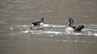 WoodDucks Fighting over Hen