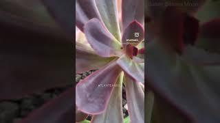 Echeveria hanaikada 