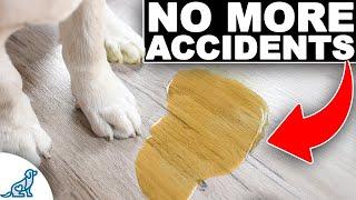 STOP Puppy Potty Accidents FAST! Everything You NEED To Know!