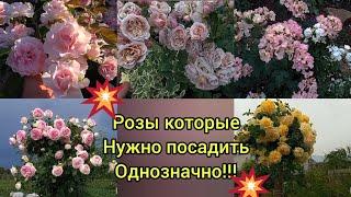 Эти РОЗЫ!!! Они просто необыкновенные ! Сорта с которыми точно не за что не расстанусь !