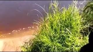 Как купаются мои собаки  Немецкие овчарки.