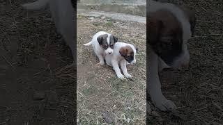 New Born Stray pups exploring surroundings | Mountain Village | Nature Buddies #uk #animals #shorts