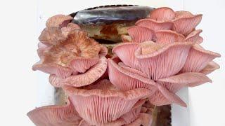 AMAZING Pink Oyster Mushrooms Growing! 4 day TIME-LAPSE!