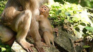 Mom Ashely Enjoy Her Life In Sovanna Group Monkey, She Select Only Two Baby For First Priority.