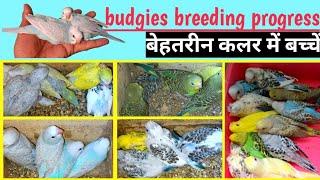 BIRDS BEAUTIFUL COLOUR || BUDGIES PARROT BREEDING PROGRESS || bajri toton ki lajawab breeding.