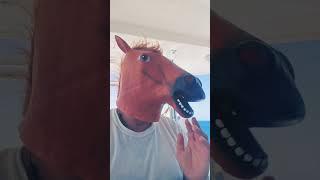a horse sailing can't go wrong