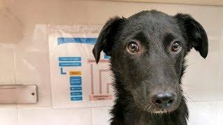 Нашли на дороге сбитого щенка Что будет дальше?  Спасение животных animal Rescue