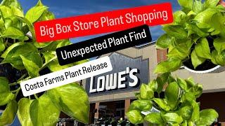 Big Box Store Plant Shopping Finding Unexpected Rare Plants from Costa Farms Neon Njoy Pothos FInd