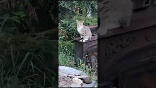 Basil reacts to noises in the barn
