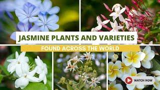 Best Jasmine Plants and Varieties Found Across the World