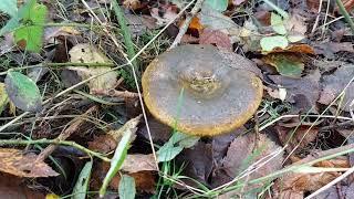 The Lovely...Ugly Milkcap fungi