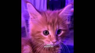 котики мур мяу #shortsads #shortsclip #shortsassam #shortsads #youtubegrowth #youtube