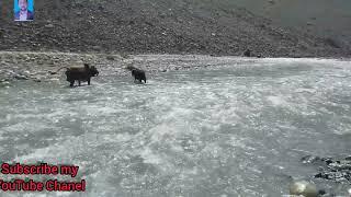 Another very ancient festival Upper Chitral Torkhow Rech