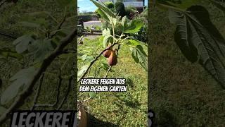 Eigene Feigen ernten und verarbeiten ,   #grill  #feigen #selbstversorger