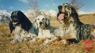 ENGLISH SETTER - The Best HUNTING DOGS for Birds