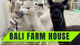 ALPACA LUCU ADA DI BALI FARM HOUSE BEDUGUL BALI‼️