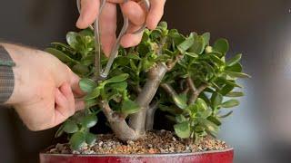 Pruning a “Two Hand” Jade Plant Bonsai Forest (Crassula Ovata)