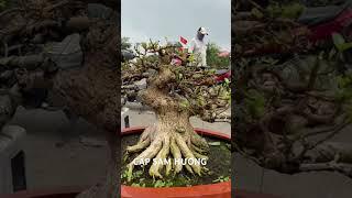 Sam Hương bonsai