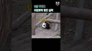 푸바오 힘을 내! Baby Panda Fubao & Zookeeper