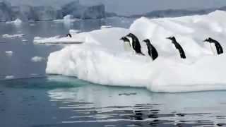 Funny & Clumsy Penguins Compilation