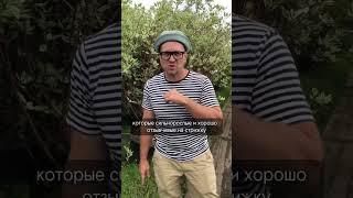 Что посадить вдоль забора? #ландшафтныйдизайн #цветник #стрижкарастений #изгородь