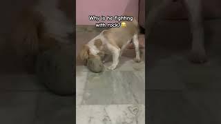 Rock fight  #levi #shihtzu #puppy #dog #youtubeshorts #ytshorts #ytshortsindia