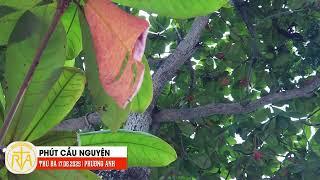 Phút Cầu Nguyện, Thứ Ba 17/06/2025: Sống dưới cái nhìn của Chúa