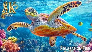 Aquarium 8K VIDEO (ULTRA HD) - Sea Animals With Relaxing Music - Rare & Colorful Sea Life Video #4