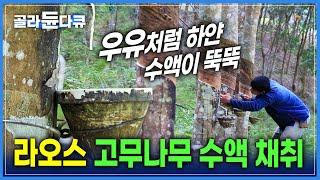 라오스 인구 0.1% 소수 민족 '렌텐족'이 사는 법! | 고무나무 숲에서 고무나무 수액 채취하기 | 자급자족 오지마을의 행복한 삶 | 세계테마기행 | #골라듄다큐