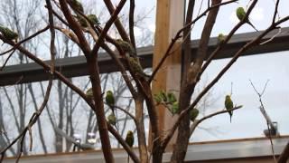 Берлинский зоопарк: попугаи | Berlin Zoo. Parrots