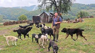 CAINI CIOBANESTI DE TALIE MARE LA STANA LUI CIOBI DIN BELIN,JUD. COVASNA.ZONA DE MUNTE,MULTI URSI.